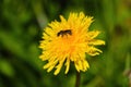 Bright yellow blooming dandelions in the spring meadow Royalty Free Stock Photo