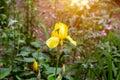 Bright yellow blooming Irises xiphium Bulbous iris, sibirica on green leaves ang grass background in the garden Royalty Free Stock Photo