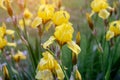 Bright yellow blooming Irises xiphium Bulbous iris, sibirica on green leaves ang grass background in the garden Royalty Free Stock Photo