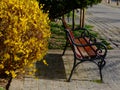 Bright yellow blooming spring golden rain bush and empty wooden bench. Coronavirus concept. Royalty Free Stock Photo