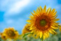 Bright yellow blooming sunflower close-up against a blue sky, copy space Royalty Free Stock Photo
