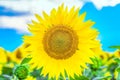 Bright yellow blooming sunflower on a field background. Royalty Free Stock Photo