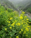Bright yellow blooms of the black mustard plants along Garrapata Trail. Calla Lily Valley in Big Sur, CA, USA Royalty Free Stock Photo