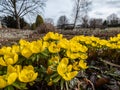 Bright yellow blooms and flowers of the cultivar of Winter aconite (Eranthis tubergenii) \'Guinea Gold\'