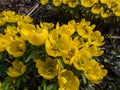 The cultivar of Winter aconite (Eranthis tubergenii) \'Guinea Gold\' in the garden in bright