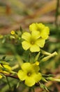 Spring Bloom Series - Sourgrass - Yellow Oxalis - Lemon Clover Royalty Free Stock Photo