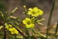 Spring Bloom Series - Sourgrass - Yellow Oxalis - Lemon Clover Royalty Free Stock Photo