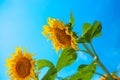 Bright yellow blossoming flowers of sunflowers against the blue sky. Summer sunny day Royalty Free Stock Photo