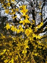 Bright yellow blossoming forsythia shrub