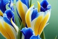 Bright yellow and blue iris petals on green blurred background. Royalty Free Stock Photo