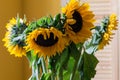 The bright yellow bouquet of sunflowers Royalty Free Stock Photo