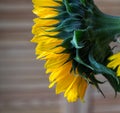 The bright yellow bouquet of sunflowers Royalty Free Stock Photo