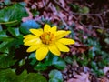 Bright yellow brilliant flower with green leaves. Royalty Free Stock Photo