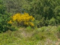 Bright yellow broom bush in btween green trees