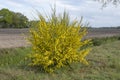 Bright yellow broom or ginsestra flower Latin name cytisus scoparius or spachianus close up in spring in Italy blooming an Royalty Free Stock Photo