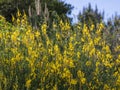 bright yellow broom or ginsestra flower Latin name cytisus scoparius or spachianus close up in spring in Italy blooming an Royalty Free Stock Photo