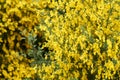 bright yellow broom or ginsestra flower Latin name cytisus scoparius or spachianus close up in spring in Italy blooming Royalty Free Stock Photo