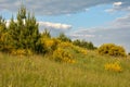 bright yellow broom or ginsestra flower Latin name cytisus scoparius or spachianus close up in spring in Ukraine blooming an Royalty Free Stock Photo