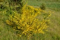 bright yellow broom or ginsestra flower Latin name cytisus scoparius or spachianus close up in spring in Ukraine blooming an Royalty Free Stock Photo