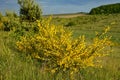 bright yellow broom or ginsestra flower Latin name cytisus scoparius or spachianus close up in spring in Ukraine blooming an Royalty Free Stock Photo