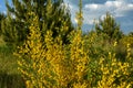 bright yellow broom or ginsestra flower Latin name cytisus scoparius or spachianus close up in spring in Ukraine blooming an Royalty Free Stock Photo