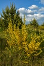 bright yellow broom or ginsestra flower Latin name cytisus scoparius or spachianus close up in spring in Ukraine blooming an Royalty Free Stock Photo