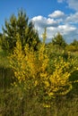 bright yellow broom or ginsestra flower Latin name cytisus scoparius or spachianus close up in spring in Ukraine blooming an Royalty Free Stock Photo