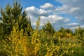 bright yellow broom or ginsestra flower Latin name cytisus scoparius or spachianus close up in spring in Ukraine blooming an Royalty Free Stock Photo