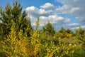 bright yellow broom or ginsestra flower Latin name cytisus scoparius or spachianus close up in spring in Ukraine blooming an Royalty Free Stock Photo