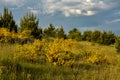 bright yellow broom or ginsestra flower Latin name cytisus scoparius or spachianus close up in spring in Ukraine blooming an Royalty Free Stock Photo