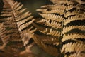 Bright yellow brown autumn ferns in the woods isolated on a dark green background