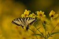 Bright yellow butterfly perched atop a yellow flower in a sun-drenched meadow