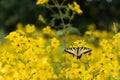 Bright yellow butterfly perched atop a yellow flower in a sun-drenched meadow