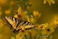 Bright yellow butterfly perched atop a yellow flower in a sun-drenched meadow