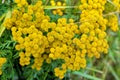 Bright yellow button-like flowers of blooming common tansy, Hieracium umbellatum.