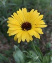 Bright Yellow Calendula Flower with flies