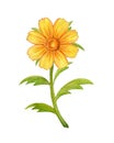 Bright Yellow calendula flower, honey collecting flower, watercolor