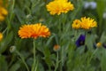 Bright yellow calendula grows in a meadow against a background of green grass Royalty Free Stock Photo