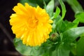 Bright Yellow Calendula Officinalis or Marigold Flowers by Maria Rutkovska Royalty Free Stock Photo