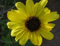 Bright yellow California sunflower in spring bloom against a background of green leaves