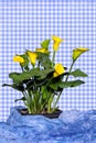 Bright Yellow Calla Lilly Plant with blue gingham background and blue fabric at base