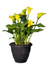 Bright Yellow Calla Lilly Plant isolated on white background. Royalty Free Stock Photo
