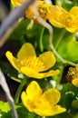 Bright yellow Caltha flowers on green leaves background close up. Caltha palustris, known as marsh-marigold and kingcup flowers