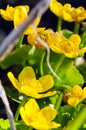 Bright yellow Caltha flowers on green leaves background close up. Caltha palustris, known as marsh-marigold and kingcup flowers Royalty Free Stock Photo