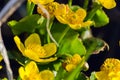 Bright yellow Caltha flowers on green leaves background close up. Caltha palustris, known as marsh-marigold and kingcup flowers Royalty Free Stock Photo