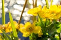 Bright yellow Caltha flowers on green leaves background close up. Caltha palustris, known as marsh-marigold and kingcup flowers