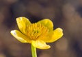 Bright yellow Caltha flowers on green leaves background close up. Caltha palustris, known as marsh-marigold and kingcup flowers Royalty Free Stock Photo