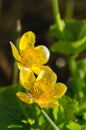 Bright yellow Caltha flowers on green leaves background close up. Caltha palustris, known as marsh-marigold and kingcup flowers Royalty Free Stock Photo