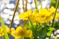 Bright yellow Caltha flowers on green leaves background close up. Caltha palustris, known as marsh-marigold and kingcup flowers Royalty Free Stock Photo