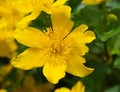 Bright yellow Caltha flowers on green leaves background close up. Caltha palustris, known as marsh-marigold and kingcup flowers. Royalty Free Stock Photo